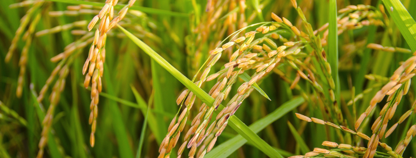 Improving farmers' livelihoods through better rice varieties - KASP project