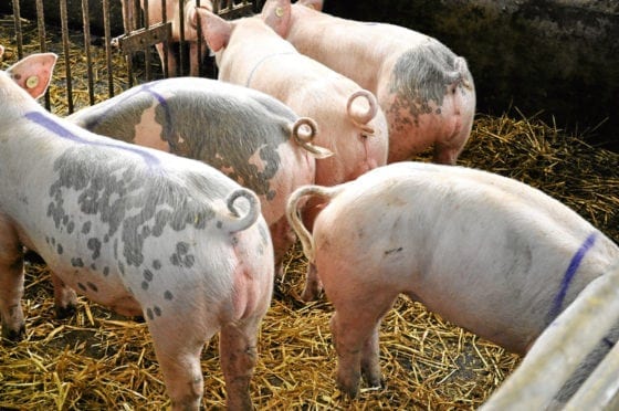 3D cameras to save pigs' tails