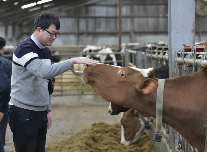 International rural conference visits Parkend Farm - cow