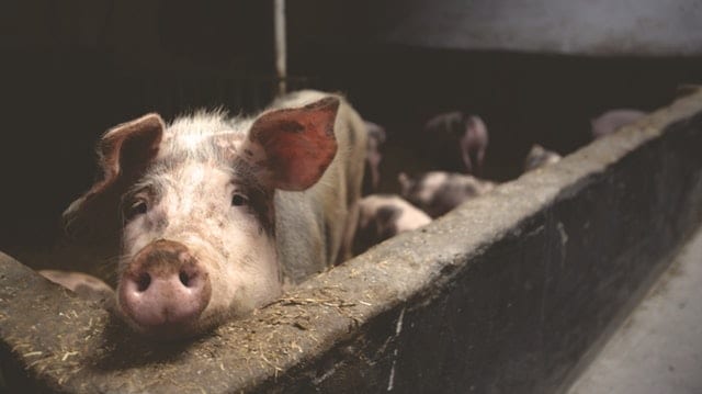 Upskill pig industry with the AHDB Developing Pig Expertise Programme