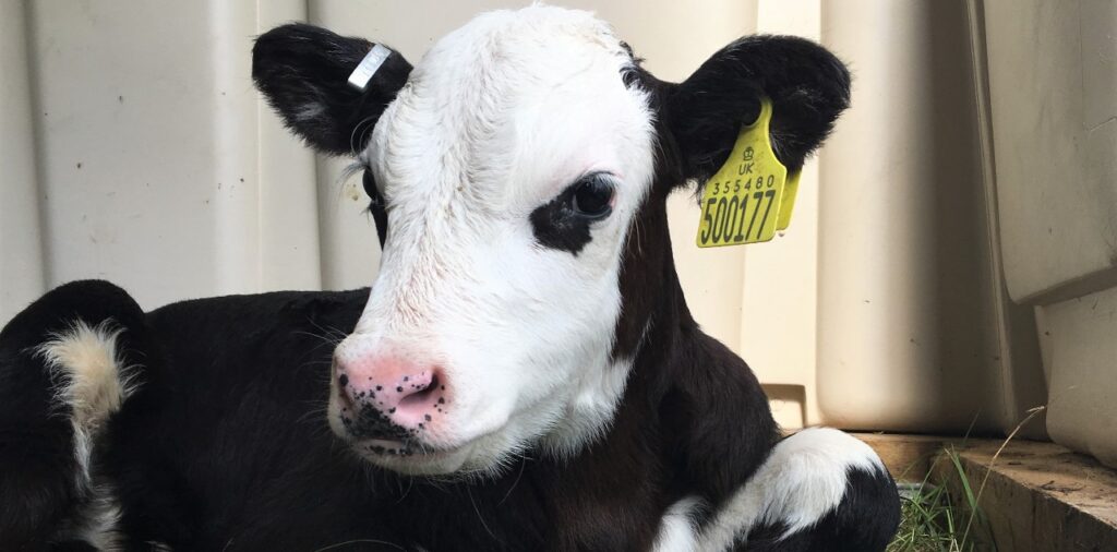 Precision Agricultural solution Well-Calf seeks to boost dairy-beef production