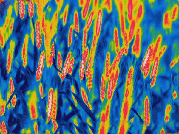 Wheat yield prediction research BioSense Institute - Thermal image