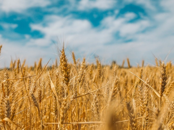Wheat yield prediction research BioSense Institute