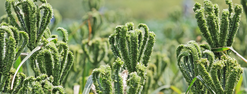 kenyan superfood smallholder sustainability | finger millet | Agri-EPI