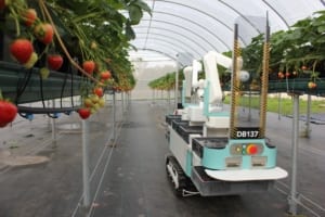 Strawberry picking robot by Dogtooth Technologies